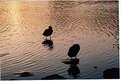 Picture Title - Ducks at Sunset