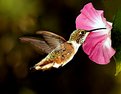 Picture Title - Hummingbird2