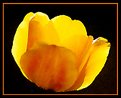 Picture Title - Tulip in digital watercolor