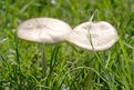 Picture Title - Mushrooms