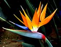 Picture Title - Bird of Paradise