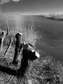 Picture Title - Trunks on a river