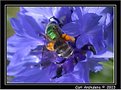 Picture Title - Green Bee