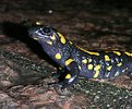 Picture Title - salamander