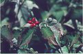 Picture Title - Fall Dogwood
