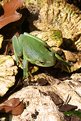 Picture Title - Frog On Shroom