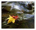 Picture Title - Leaves on rock