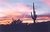 Adios to the Day-Saguaro National Monument, Tucson, Az.