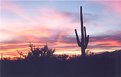 Picture Title - Adios to the Day-Saguaro National Monument, Tucson, Az.