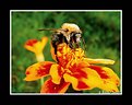 Picture Title - The Bee