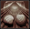 Picture Title - Shells