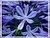 Agapanthus