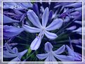 Picture Title - Agapanthus