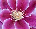 Picture Title - Clematis I