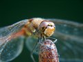 Picture Title - Dragonfly macro