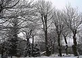 Picture Title - Winter trees