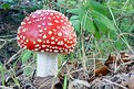 Picture Title - Amanita muscaria