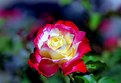 Picture Title - Multi colored Rose