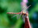 Picture Title - Dragonfly