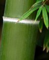 Picture Title - Bamboo.