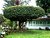 T-shaped NILGIRIS tea tree, 100 year old