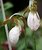 White with Purple Moccasin Flowers