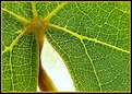 Picture Title - leaf