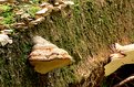 Picture Title - Shelf Fungi