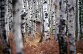 Picture Title - Isle Royale Outhouse in Birches