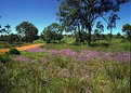 Picture Title - Pastoral