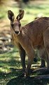 Picture Title - Mum Roo/Joey's sleeping