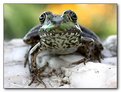 Picture Title - Frog on the Rocks