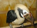 Picture Title - Hornbill