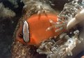 Picture Title - Clown Fish in Anemone