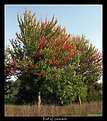 Picture Title - Early Autumn Colours