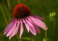 Picture Title - Nosy Flower...