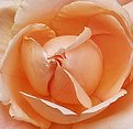 Picture Title - Rose-scape