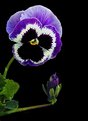 Picture Title - Purple Pansy