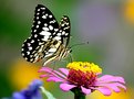 Picture Title - Butterfly and Flower