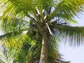 Picture Title - Bunch of coconuts in a tree