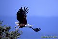 Picture Title - African fish eagle