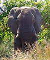 Picture Title - African Elephant