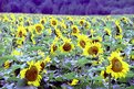 Picture Title - sunflowers