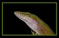 Picture Title - Anolis Carolinensis