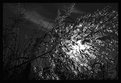 Picture Title - Flare....
