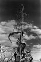 Picture Title - Corn stalk