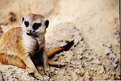 Picture Title - Timon