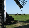 Picture Title - horses and mill