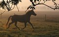 Picture Title - Running in the mist