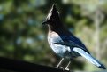 Picture Title - Bluejay